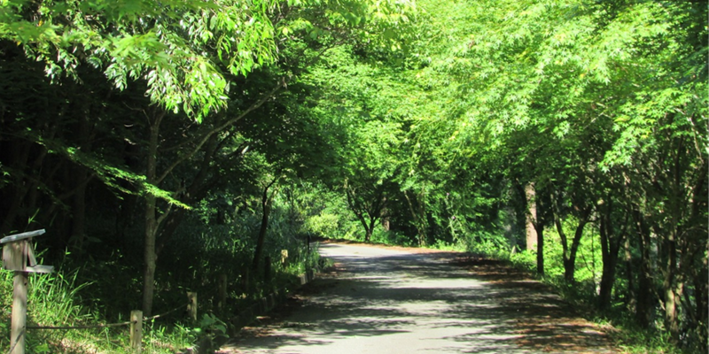 Ladies' Summer Stroll